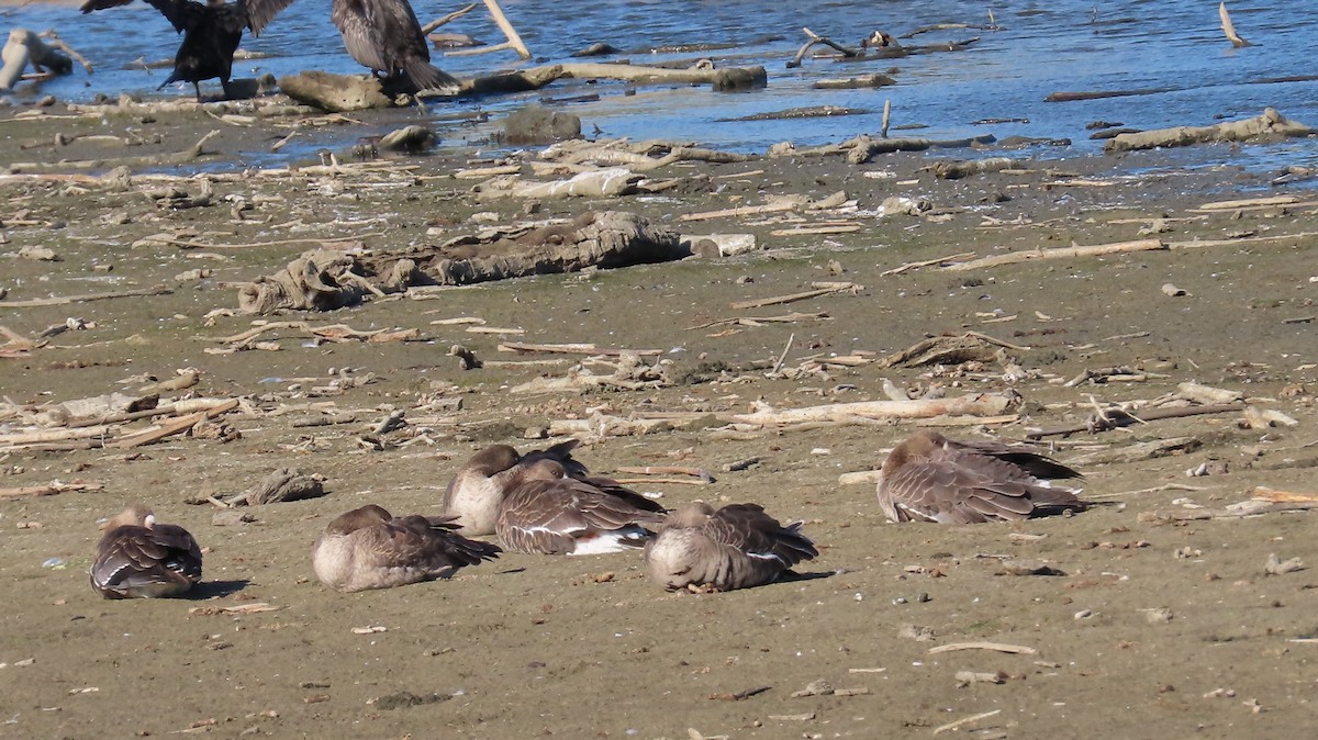 Greater White-fronted Goose - ML610921522