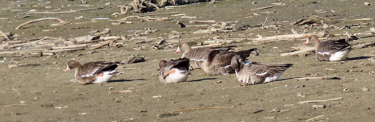 Greater White-fronted Goose - ML610921523