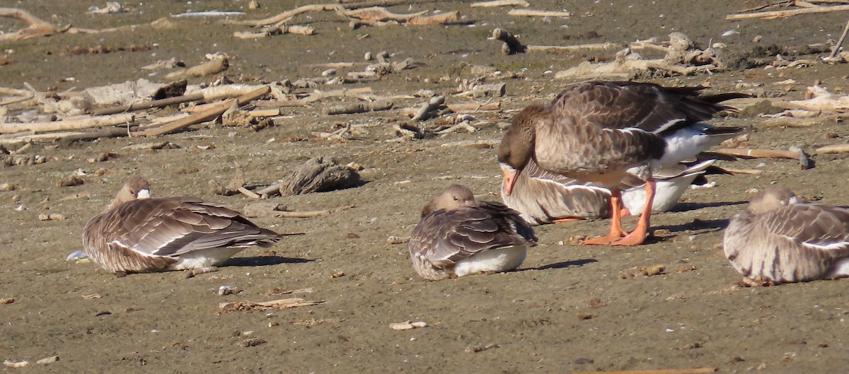 Greater White-fronted Goose - ML610921525