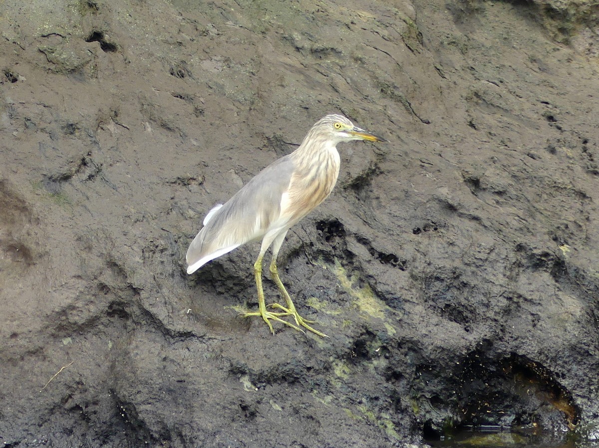 Javan Pond-Heron - ML610921529