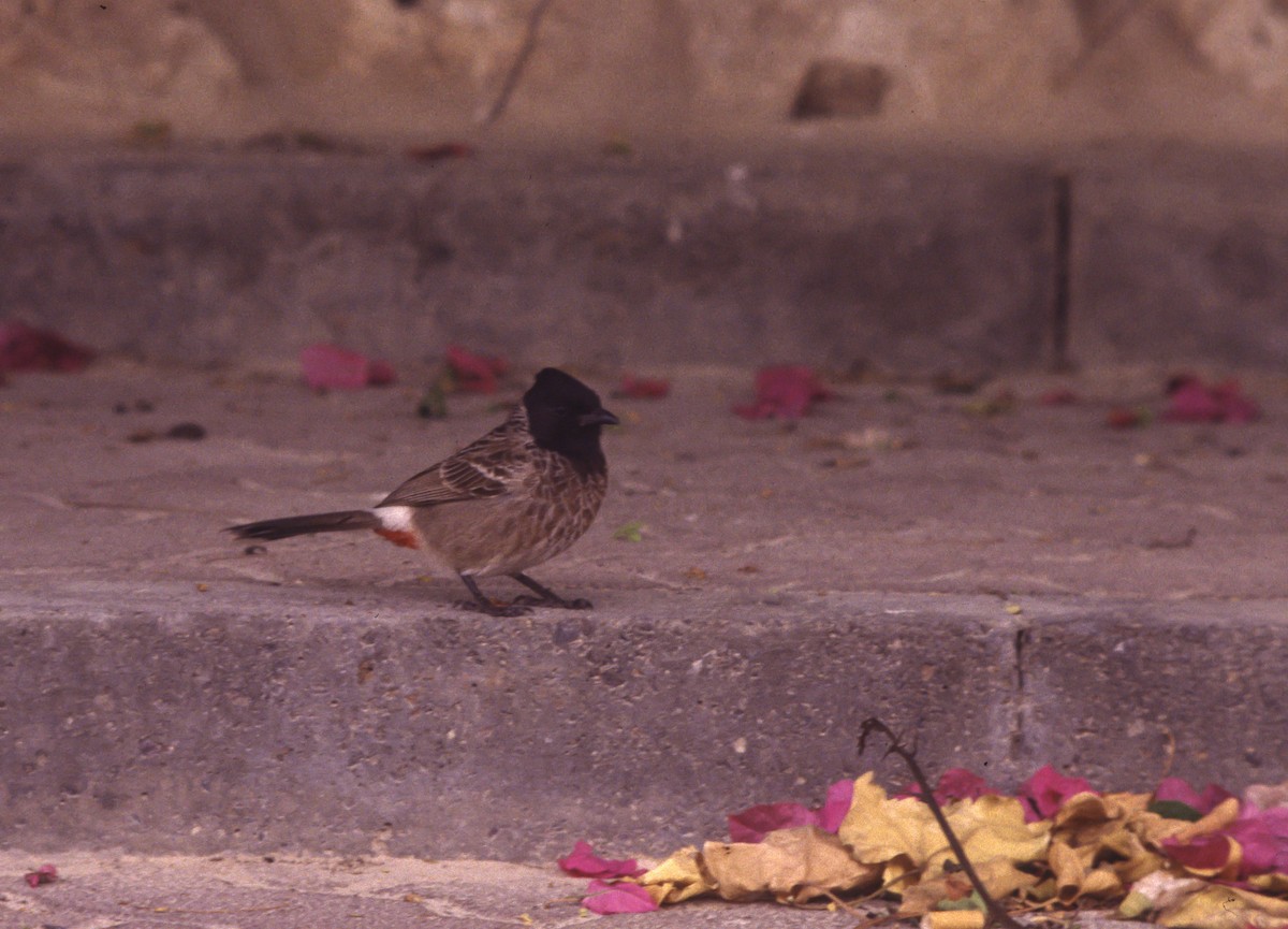 Red-vented Bulbul - Veikko Salo