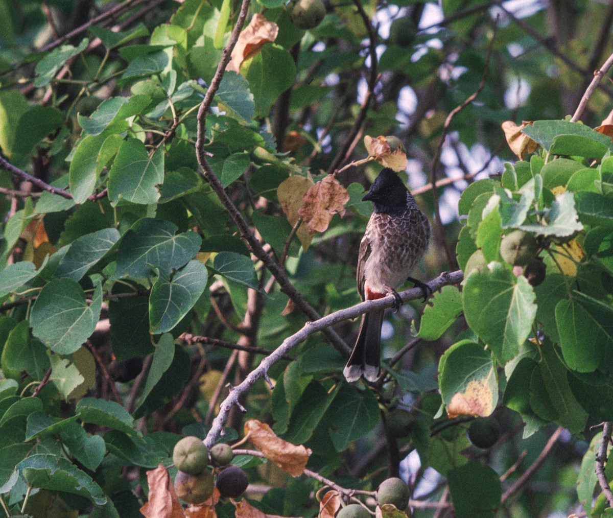 Red-vented Bulbul - Veikko Salo