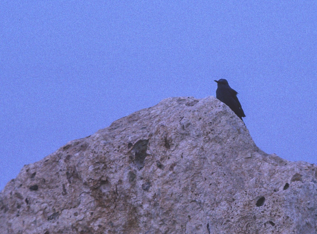 Passero solitario - ML610921725