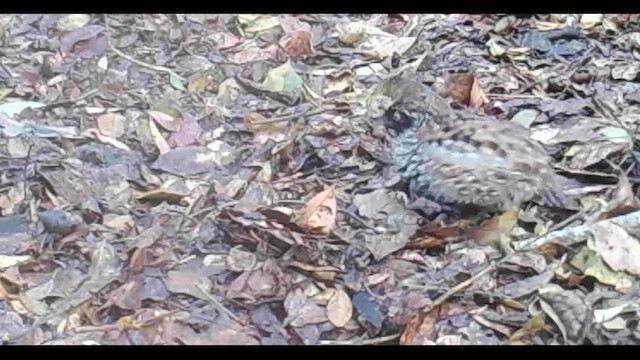 Black-breasted Buttonquail - ML610921737
