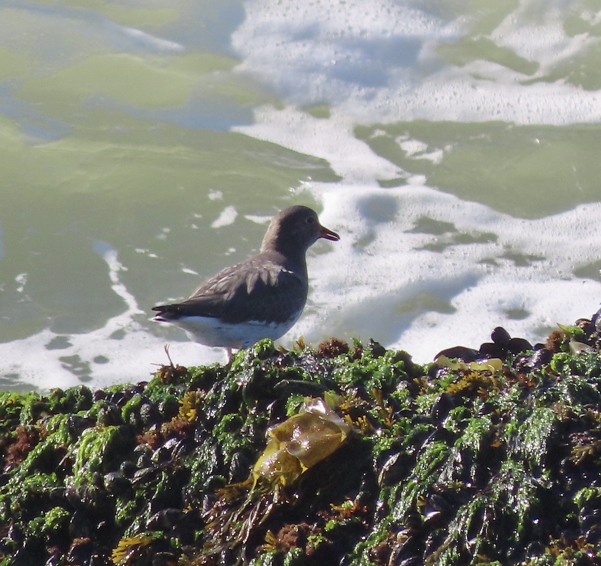 Surfbird - ML610921751