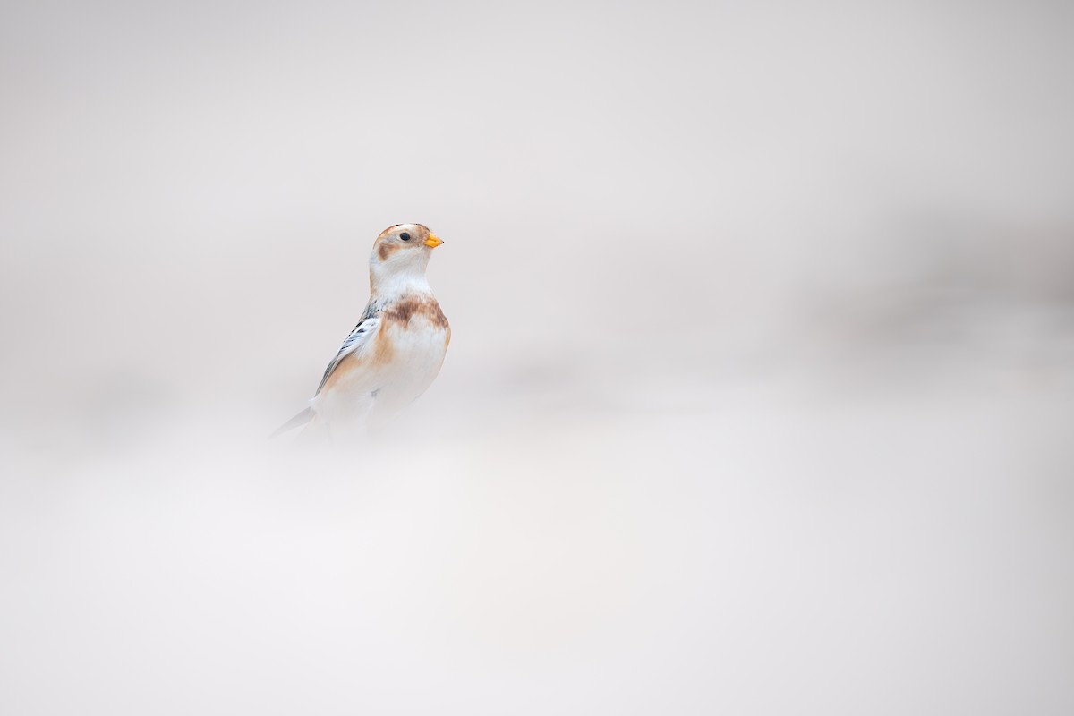 Snow Bunting - ML610921773