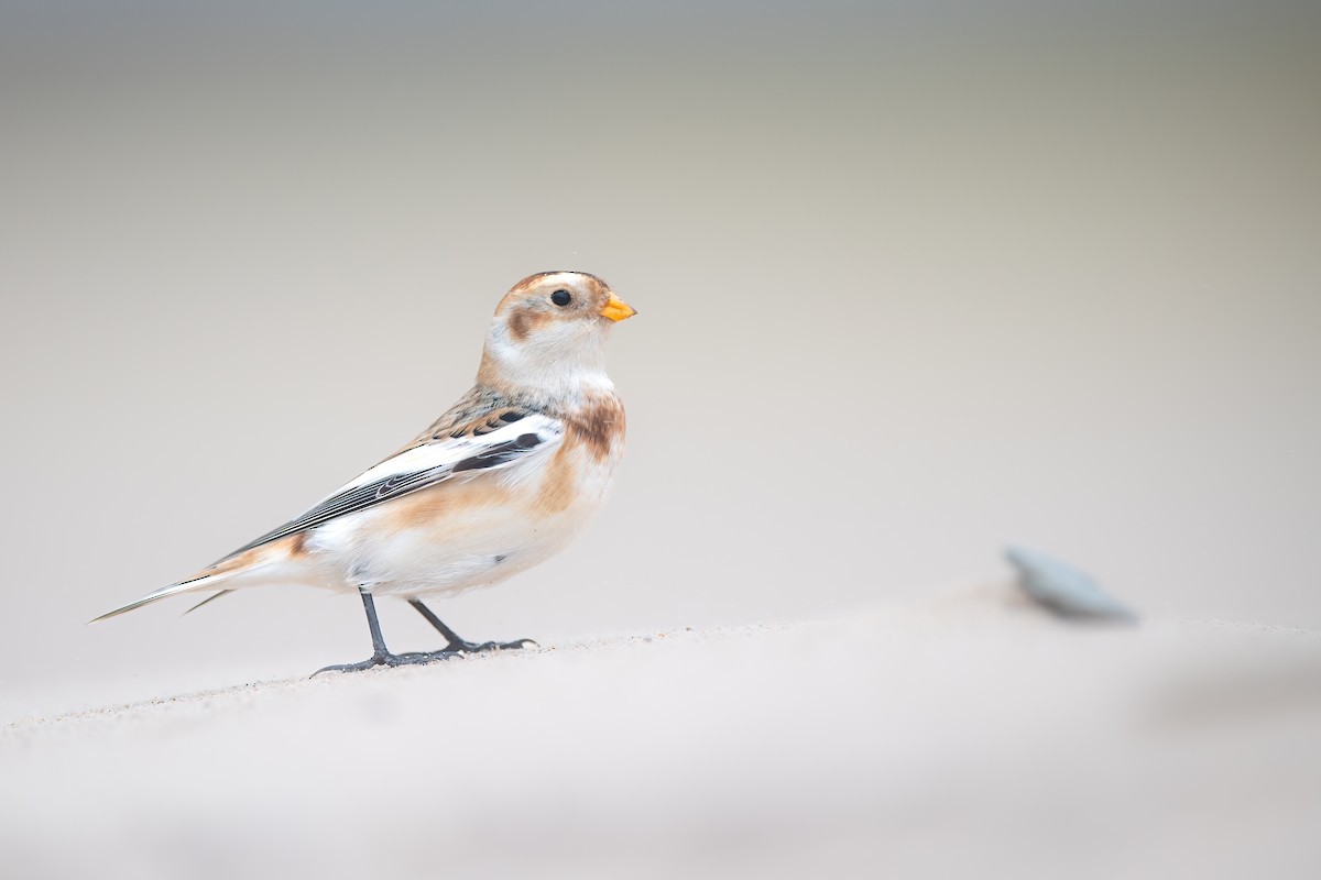Snow Bunting - ML610921774