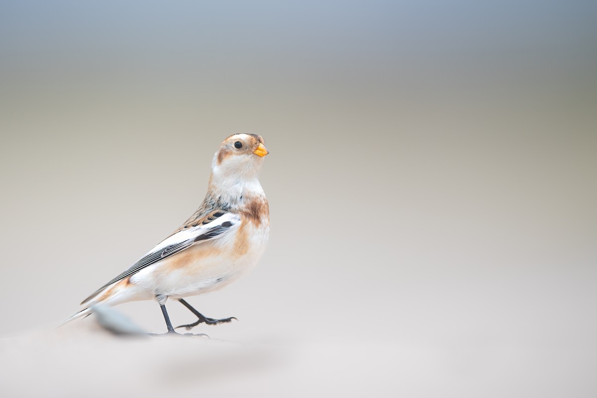 Snow Bunting - ML610921785