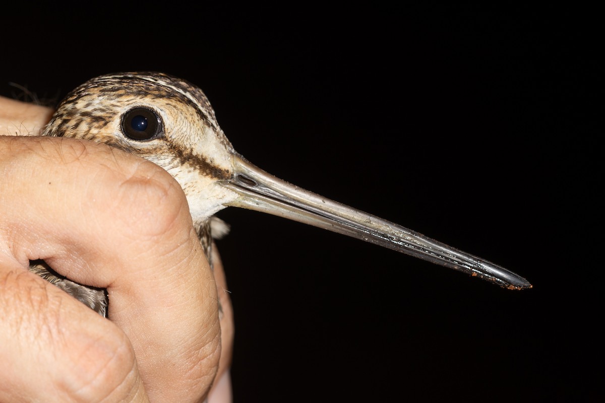 Pin-tailed Snipe - ML610921805