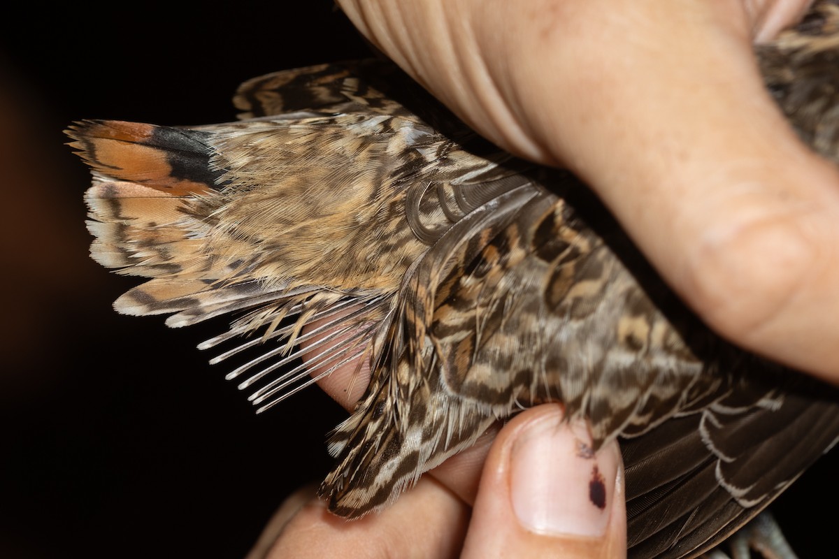 Pin-tailed Snipe - ML610921808