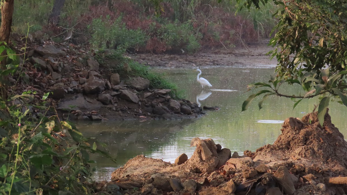 Great Egret - ML610921941