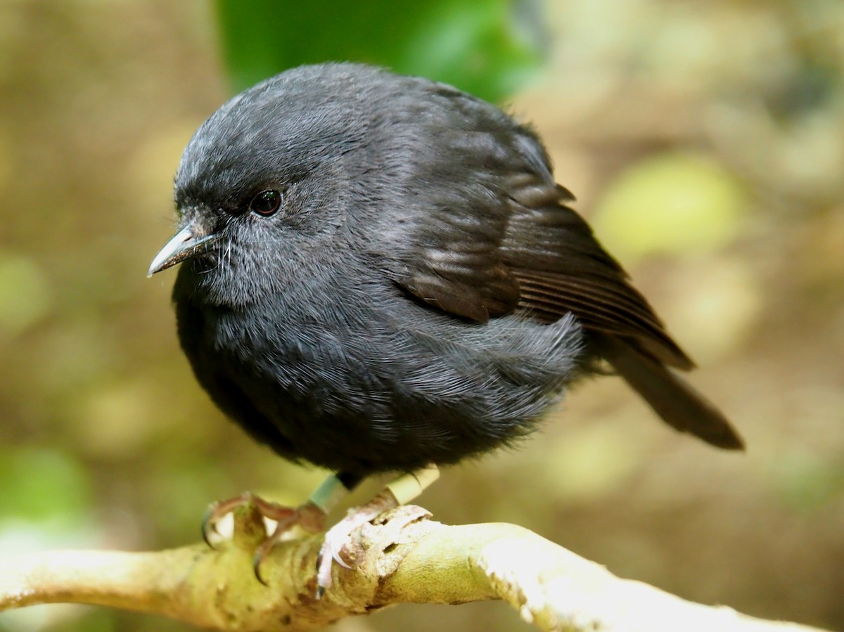 Black Robin - ML610921982