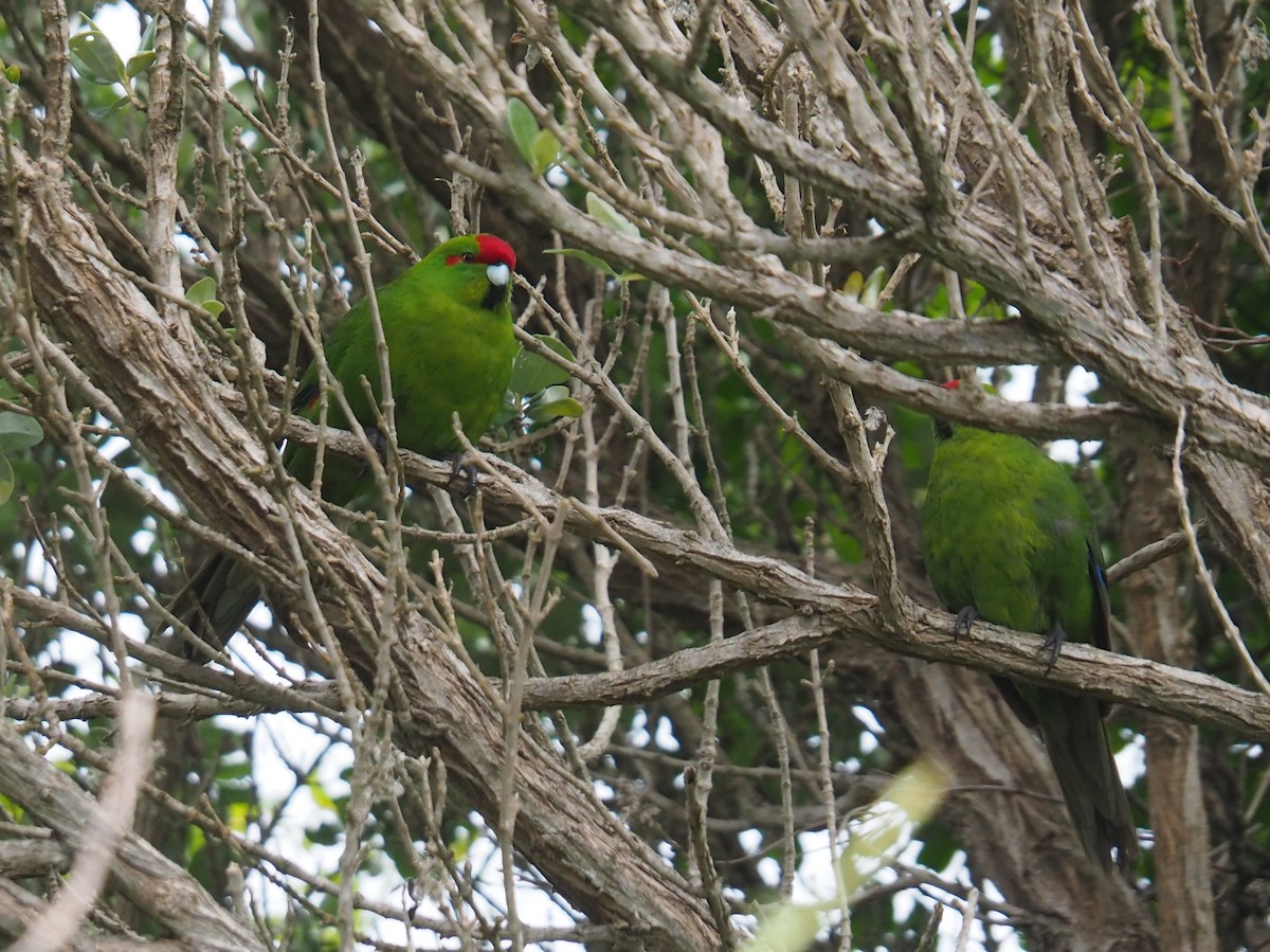 Red-crowned Parakeet - Joseph Bliss