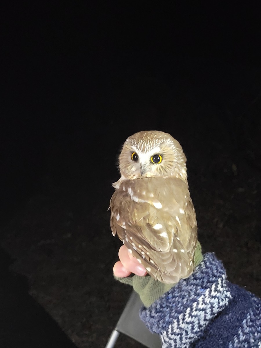 Northern Saw-whet Owl - ML610922237