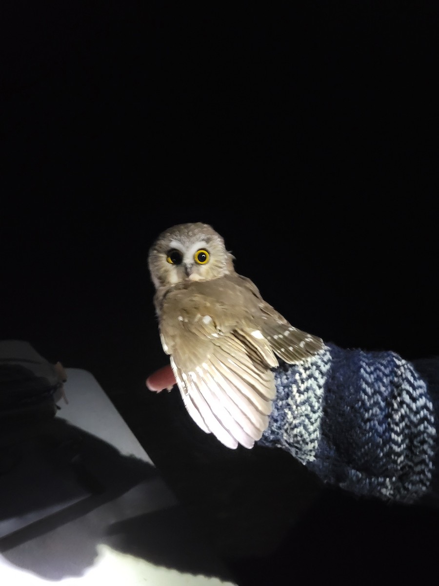 Northern Saw-whet Owl - ML610922243