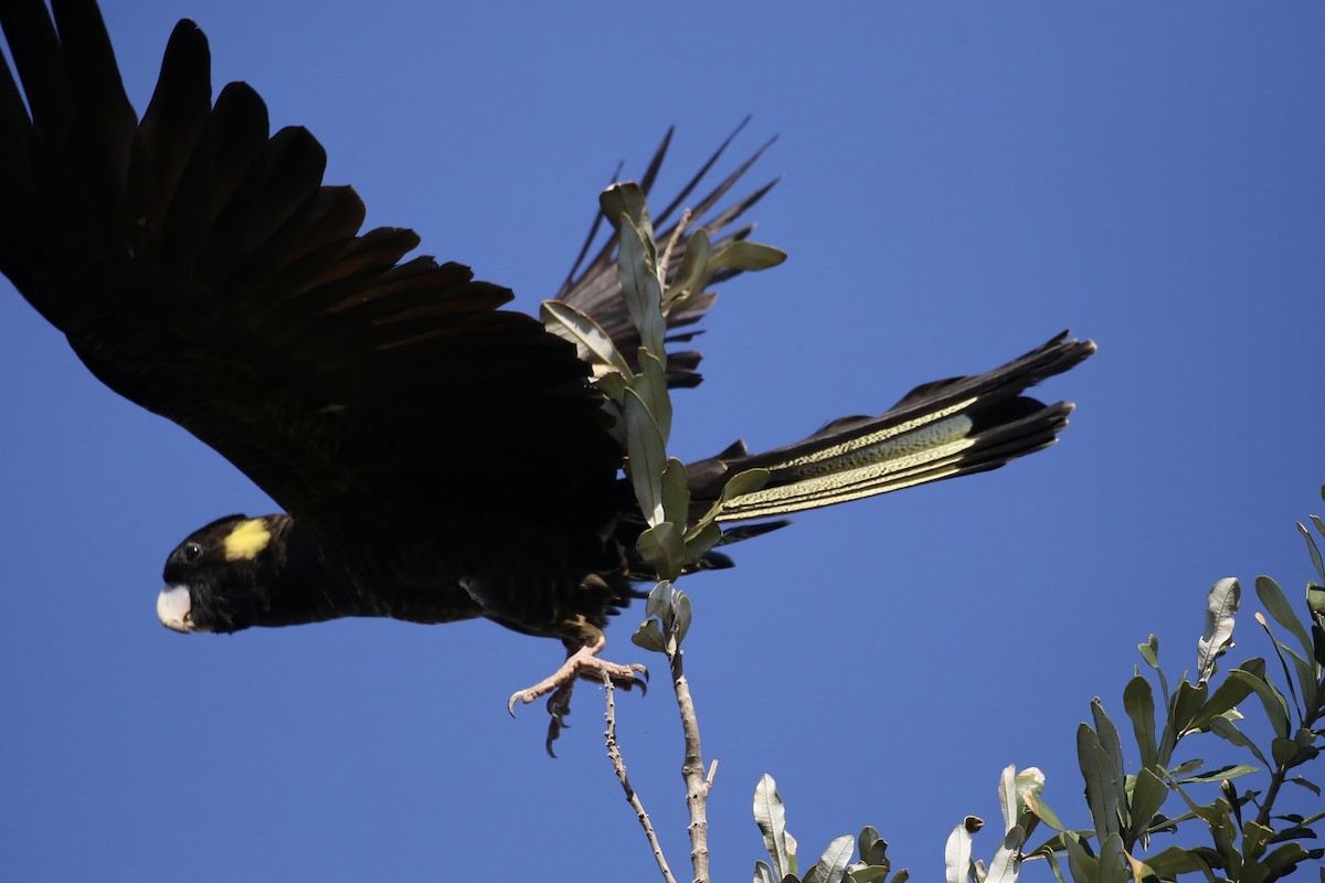 Yellow-tailed Black-Cockatoo - ML610922262