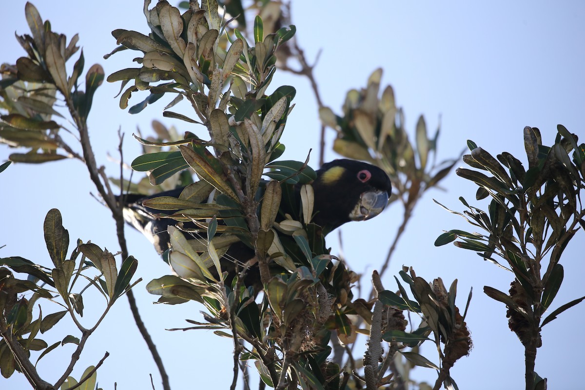 Yellow-tailed Black-Cockatoo - ML610922263