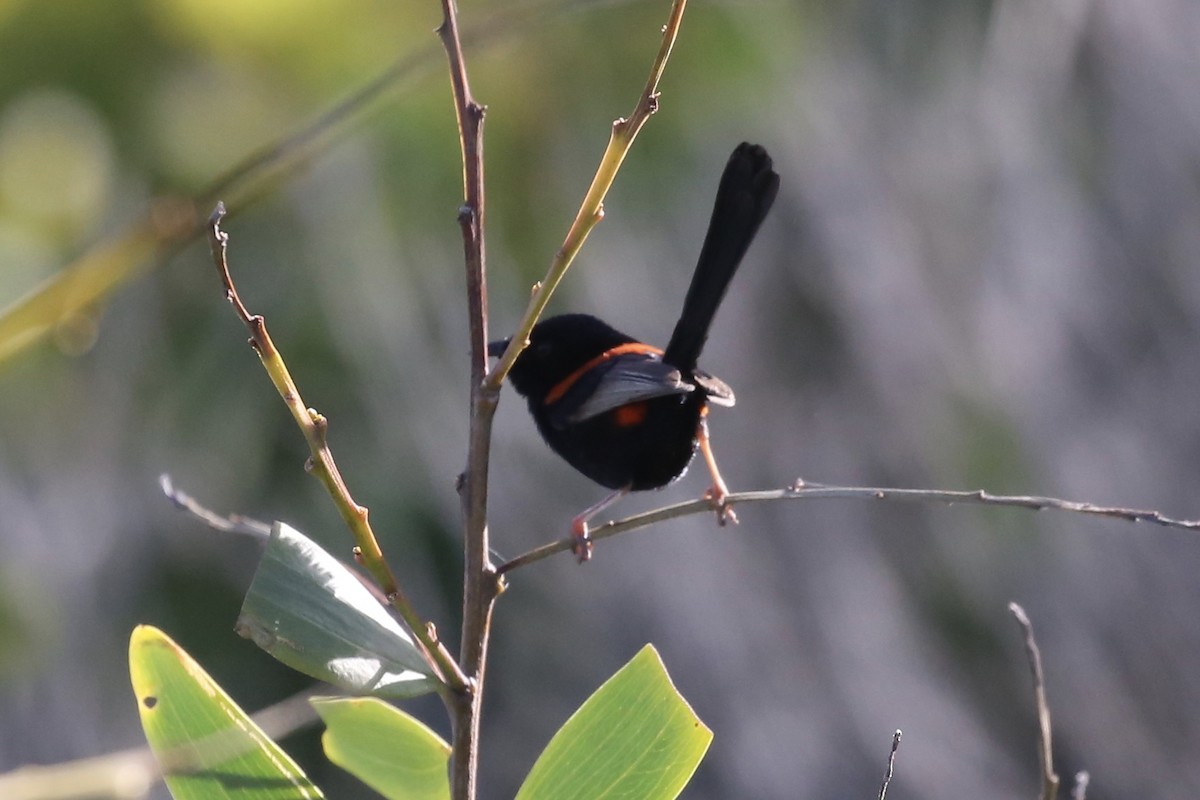 Red-backed Fairywren - ML610922265