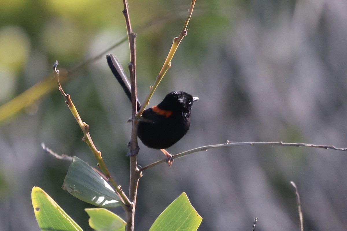 Red-backed Fairywren - ML610922267