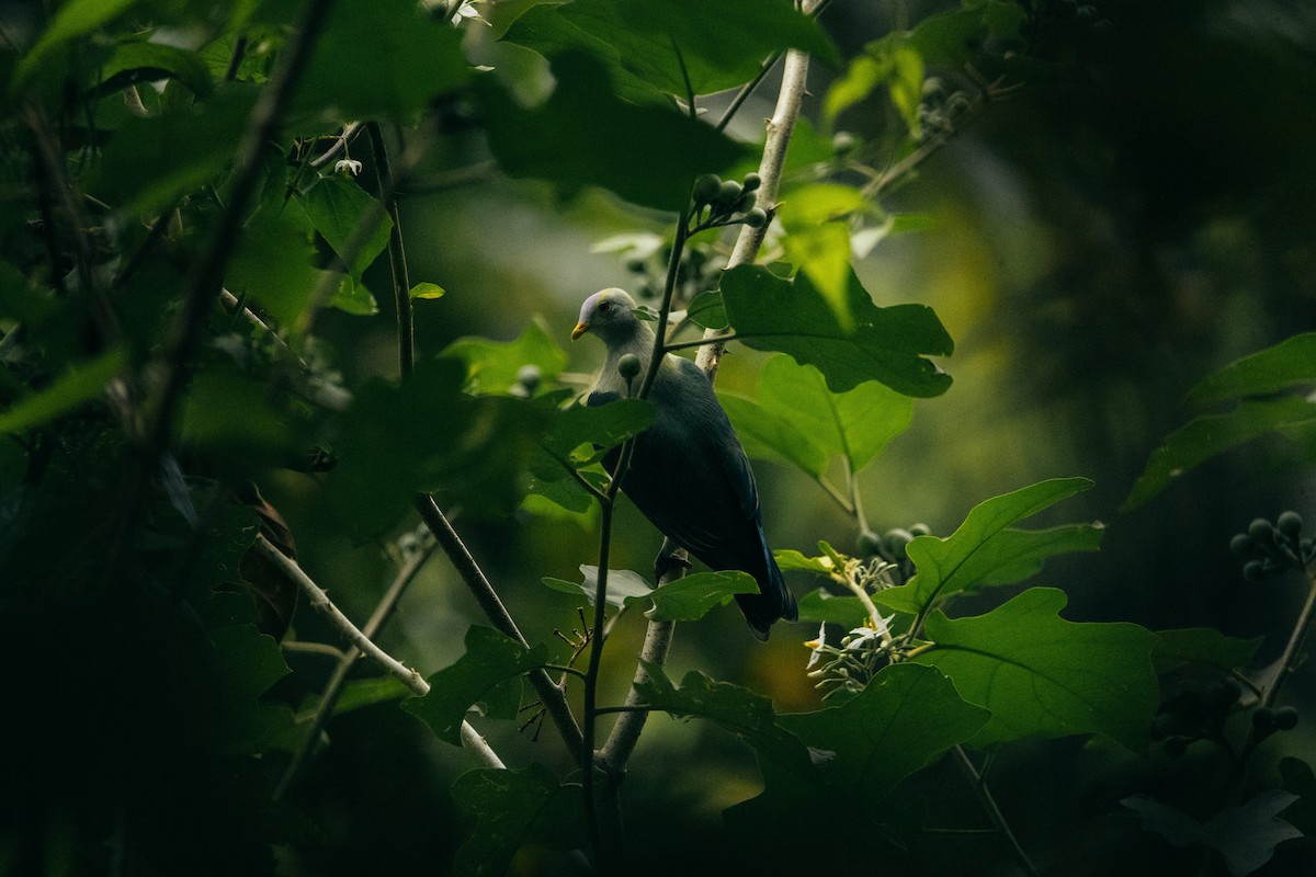 Gray-green Fruit-Dove - Tobin Sparling