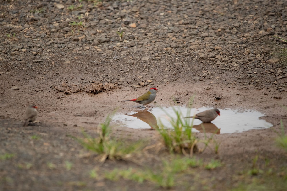 Red-browed Firetail - ML610922543