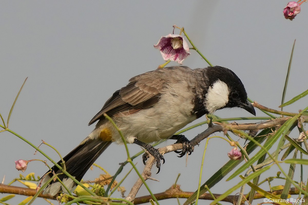 Bulbul à oreillons blancs - ML610922558