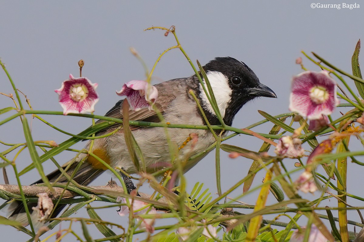 Bulbul à oreillons blancs - ML610922559