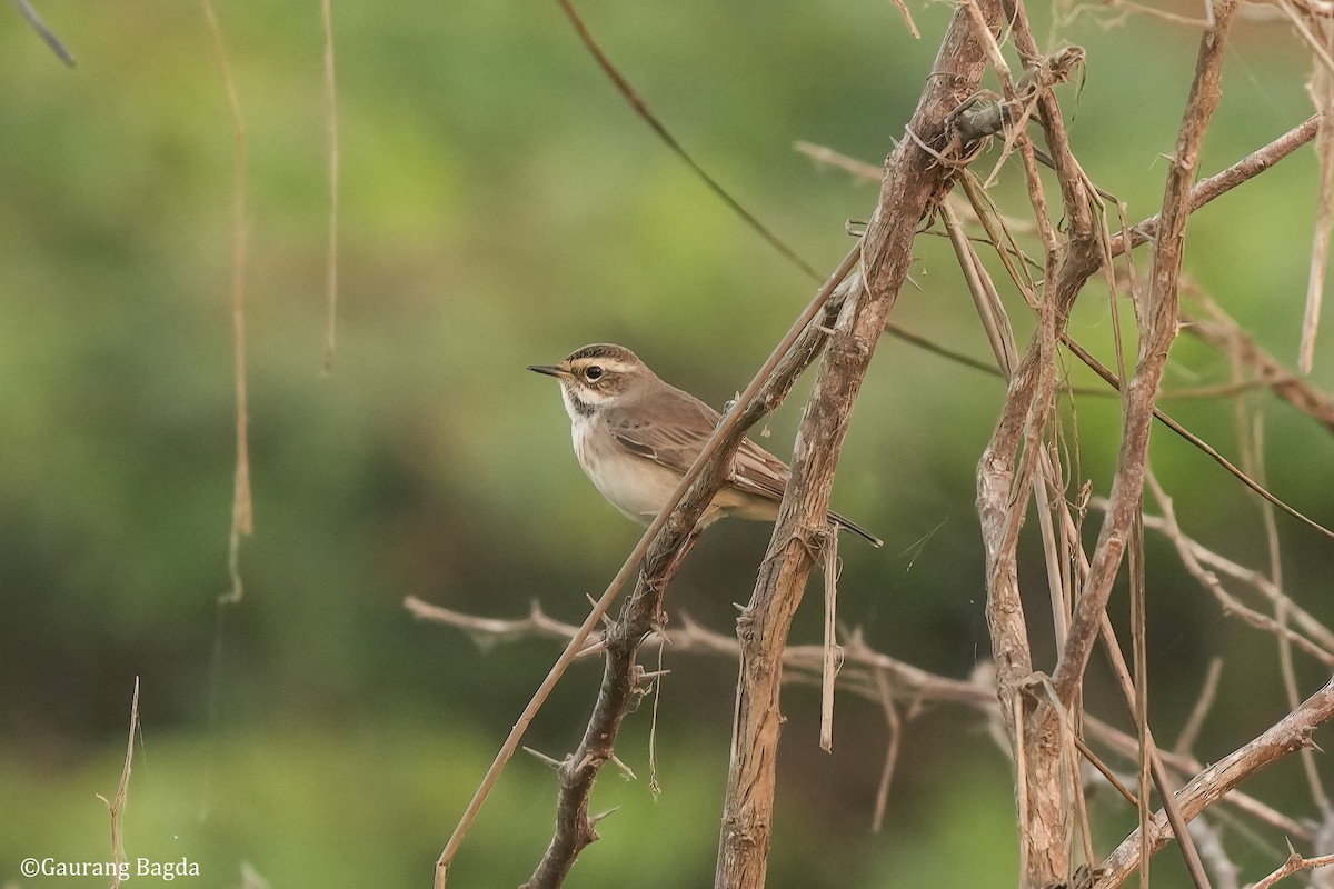 Blaukehlchen - ML610922561