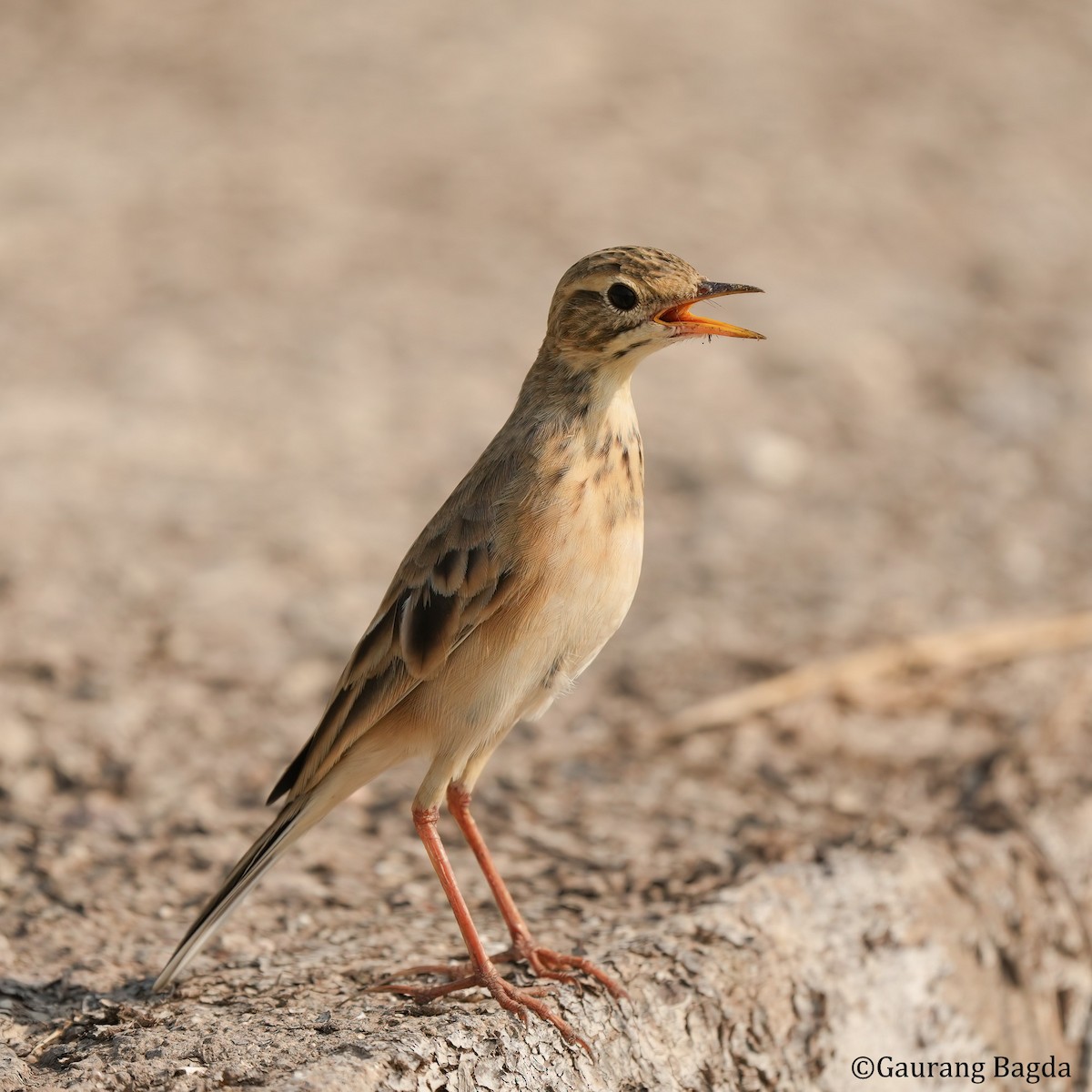 Paddyfield Pipit - ML610922581