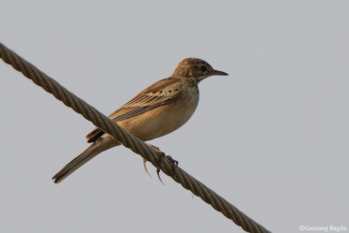 Paddyfield Pipit - ML610922582