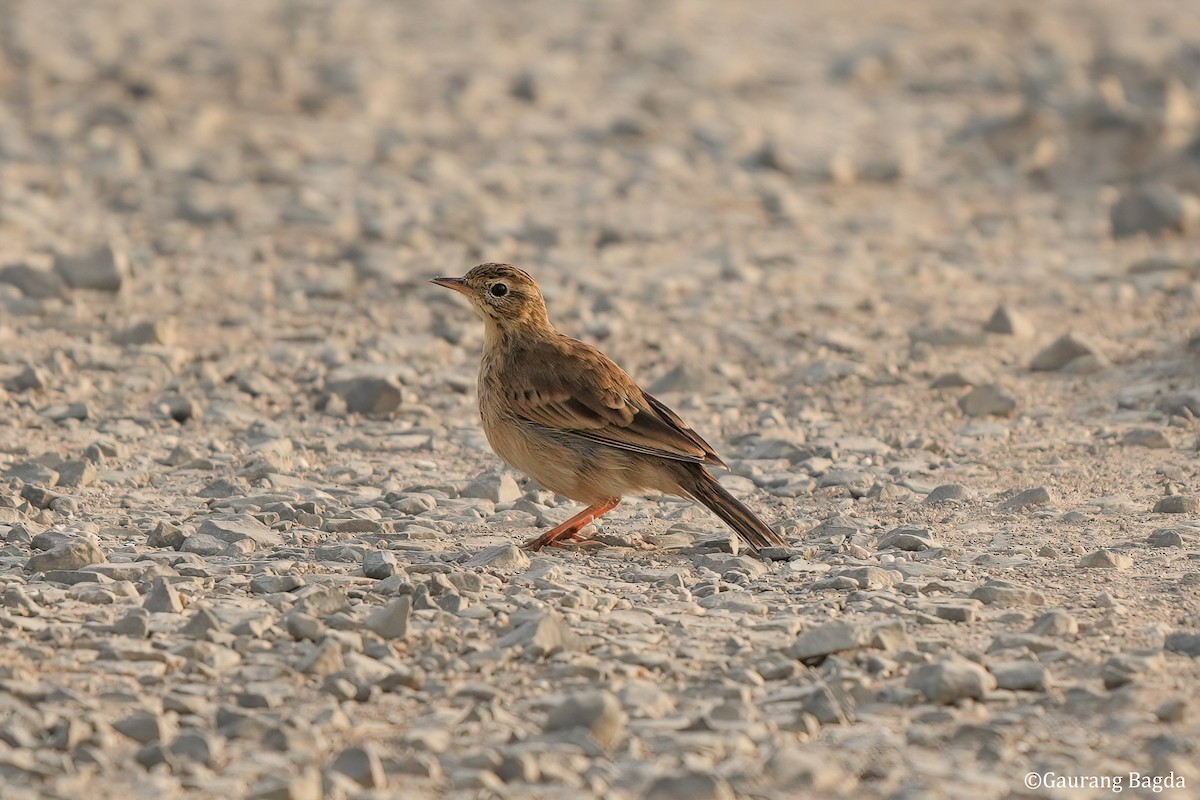 Paddyfield Pipit - ML610922583