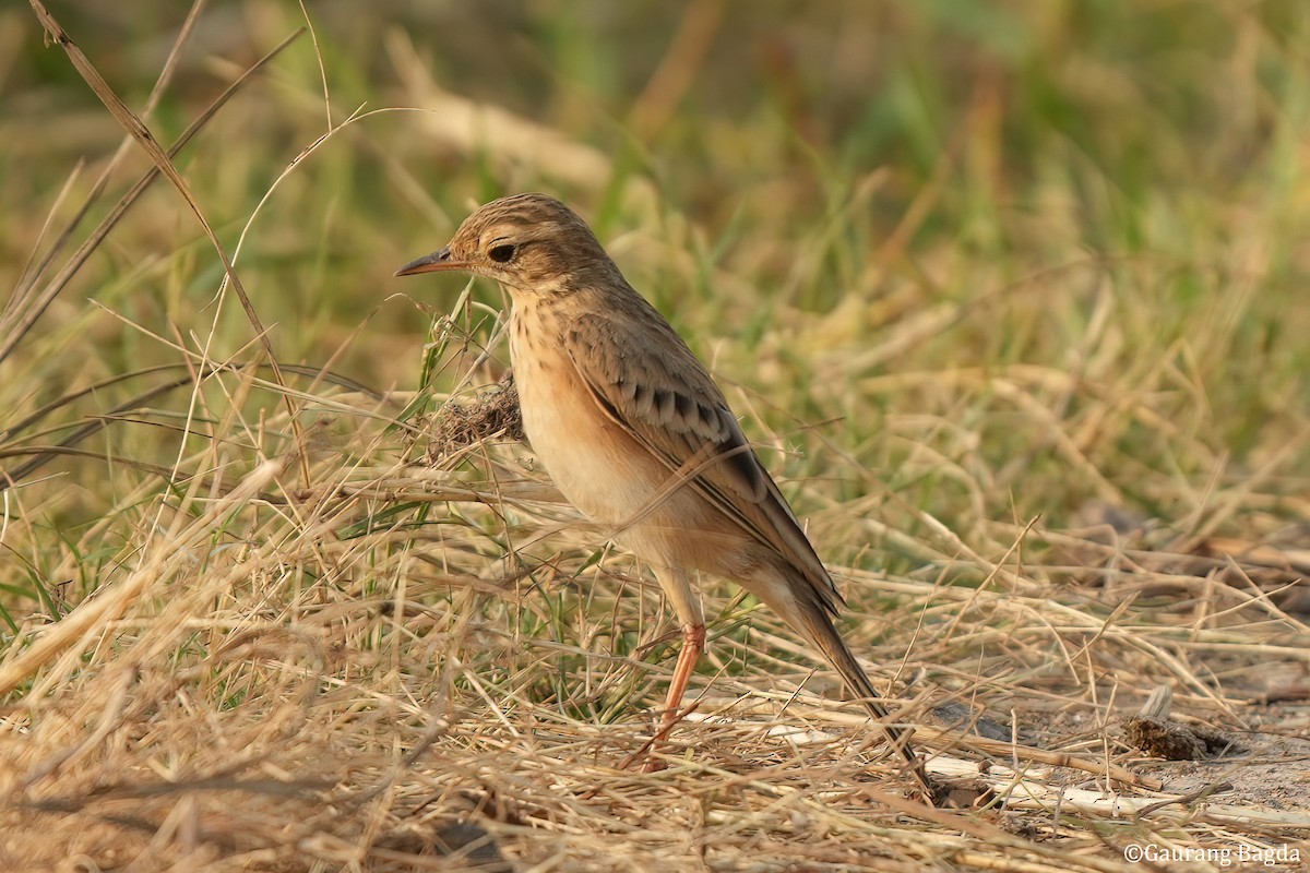 Paddyfield Pipit - ML610922585