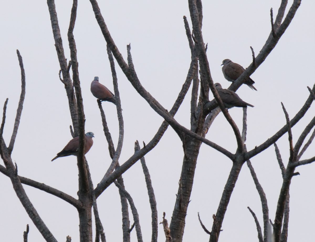 Red Collared-Dove - ML610922594