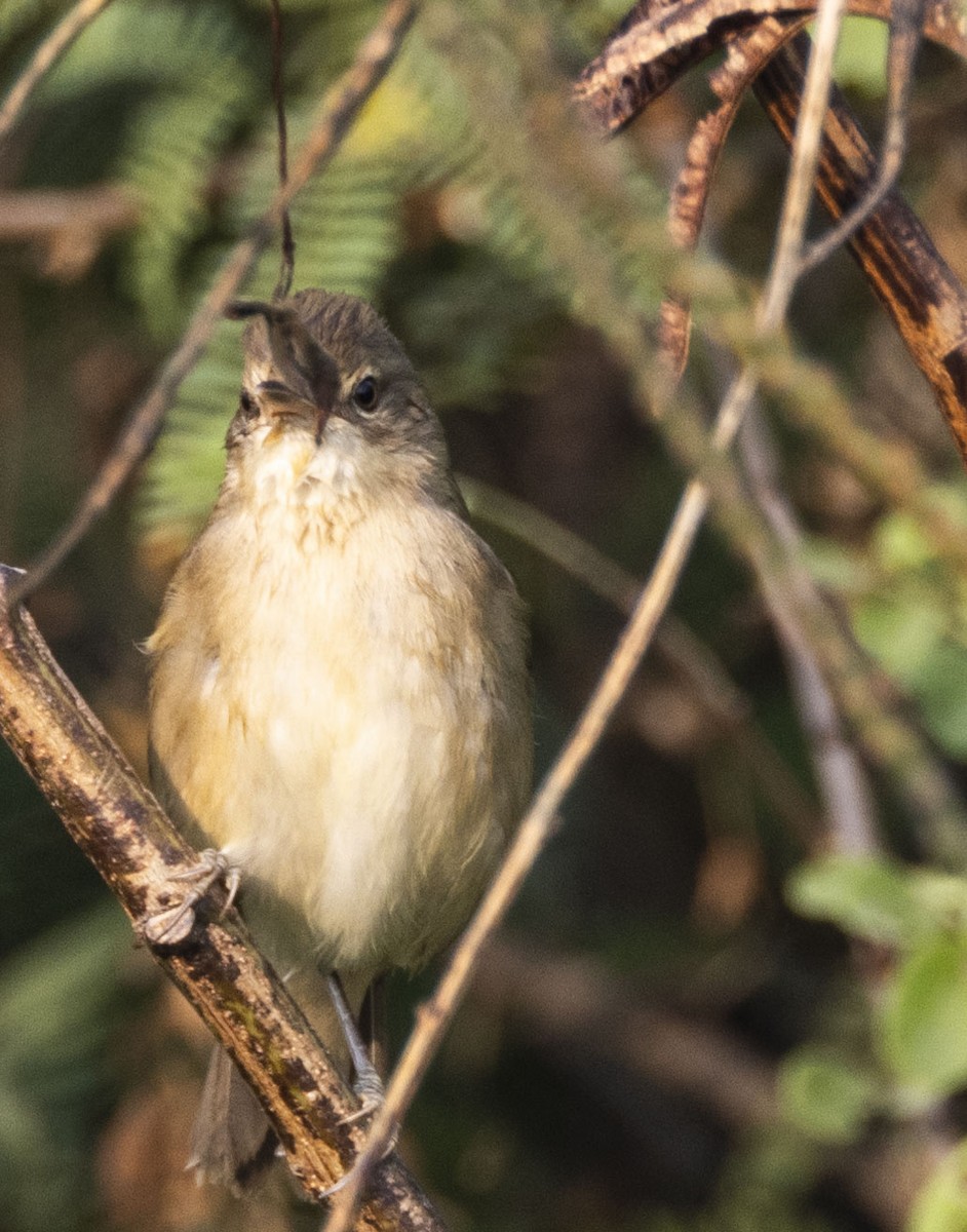 Blyth's Reed Warbler - ML610922637