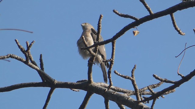 Shikra - ML610922657