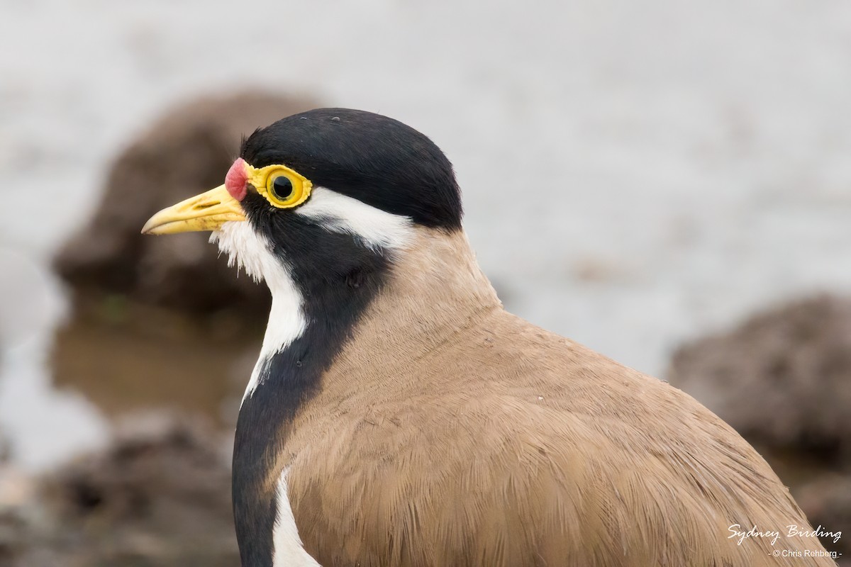 Banded Lapwing - ML610922696