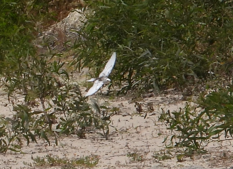 Golondrina Australiana - ML610922926