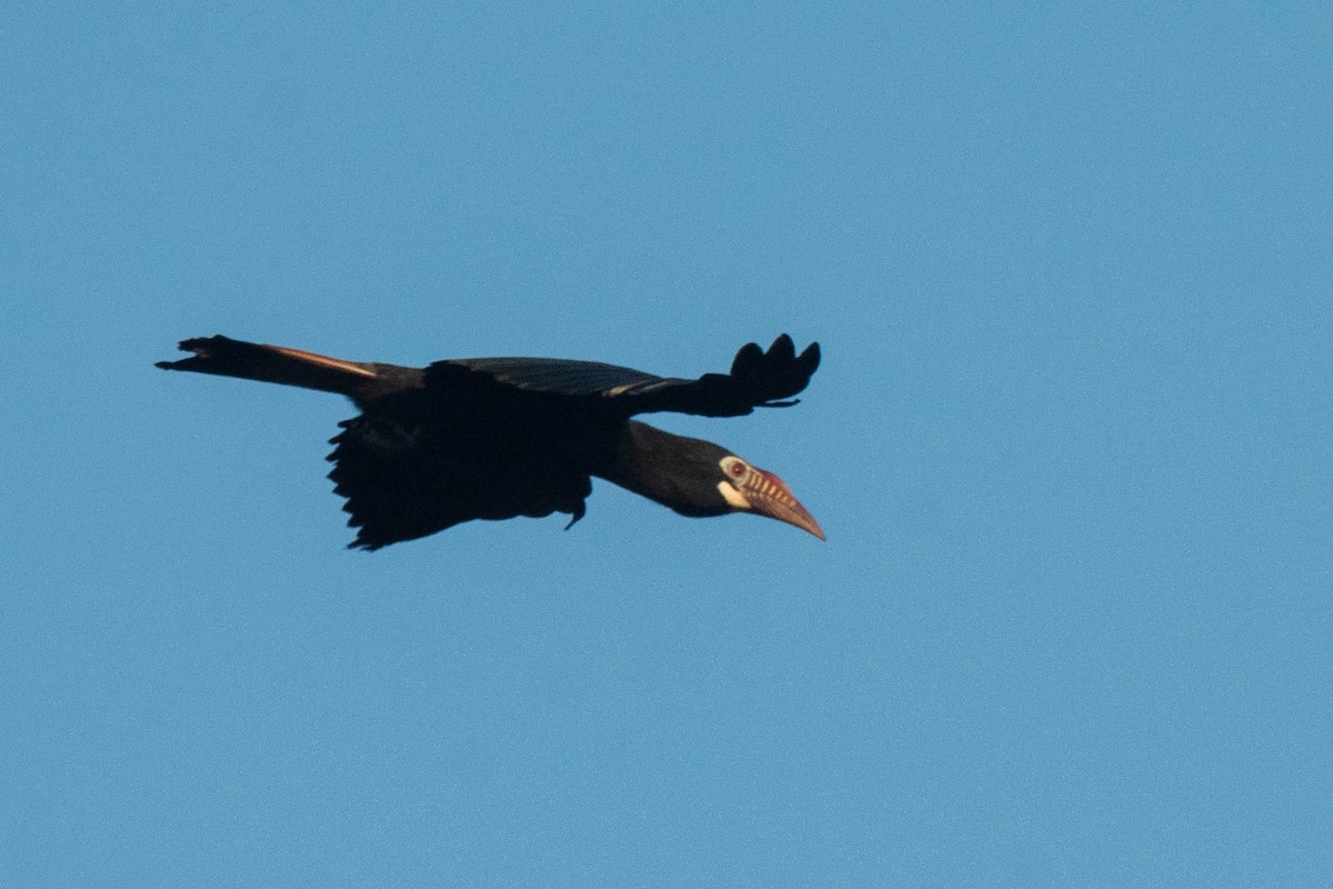 Visayan Hornbill - ML610922929