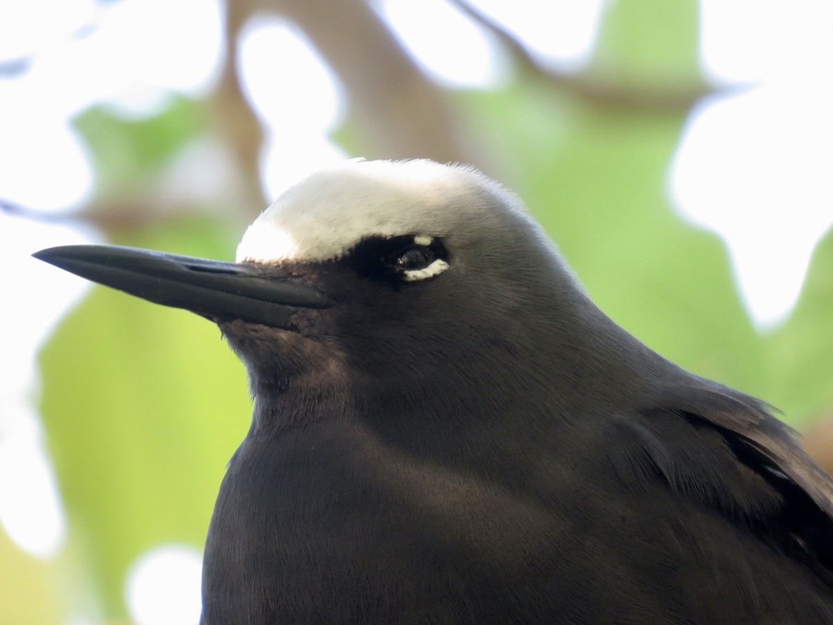 Black Noddy - Sreekar Rachakonda