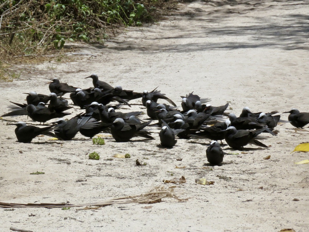 Black Noddy - ML610923016