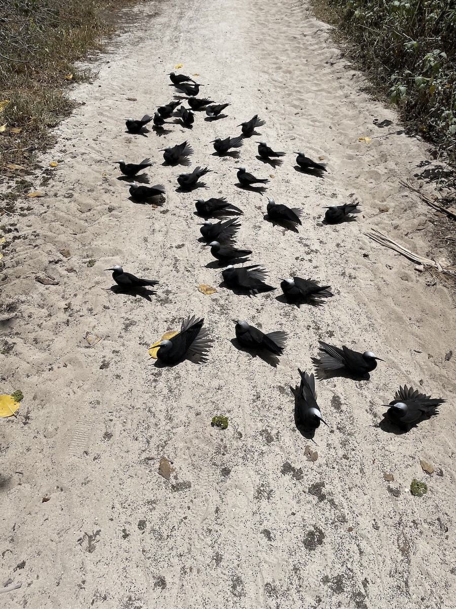 Black Noddy - ML610923066