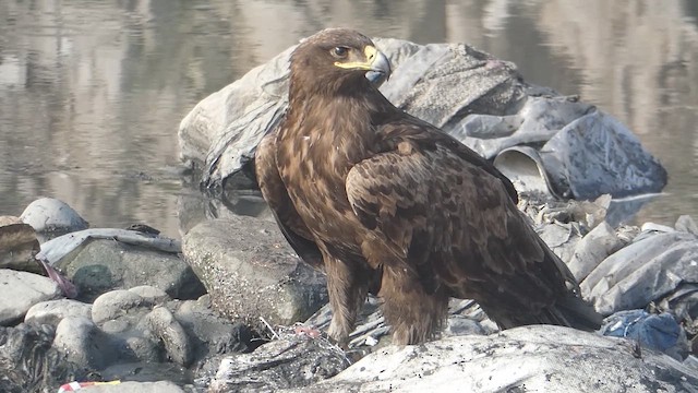 Steppe Eagle - ML610923124