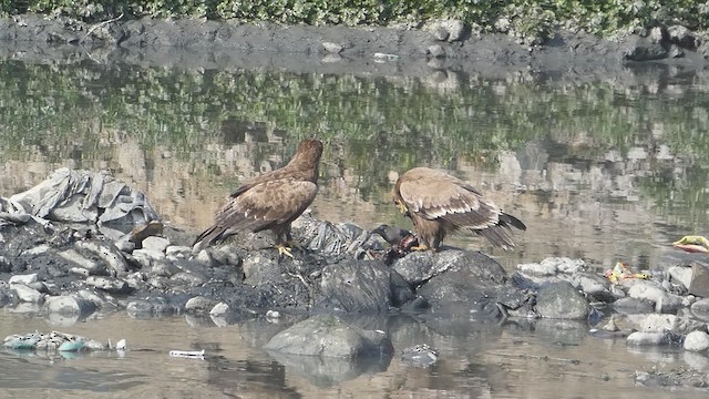 Águila Esteparia - ML610923136