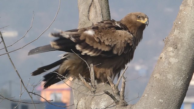 Steppe Eagle - ML610923173