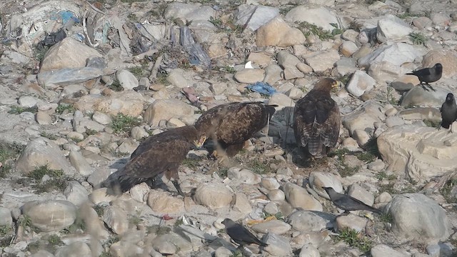 Steppe Eagle - ML610923174