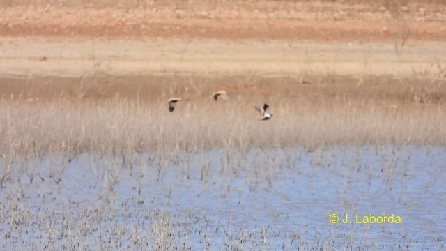 Ganga unibande - ML610923342