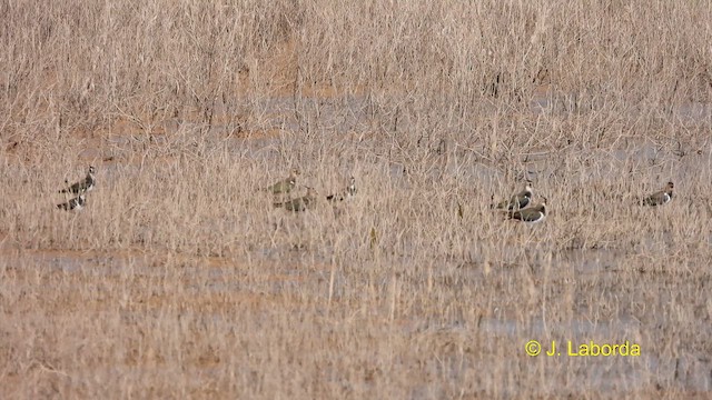 Northern Lapwing - ML610923344