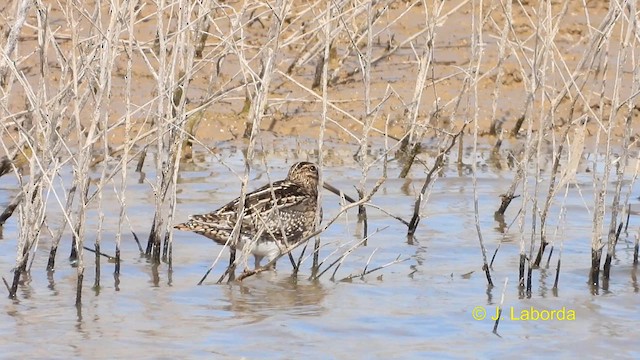 Common Snipe - ML610923346