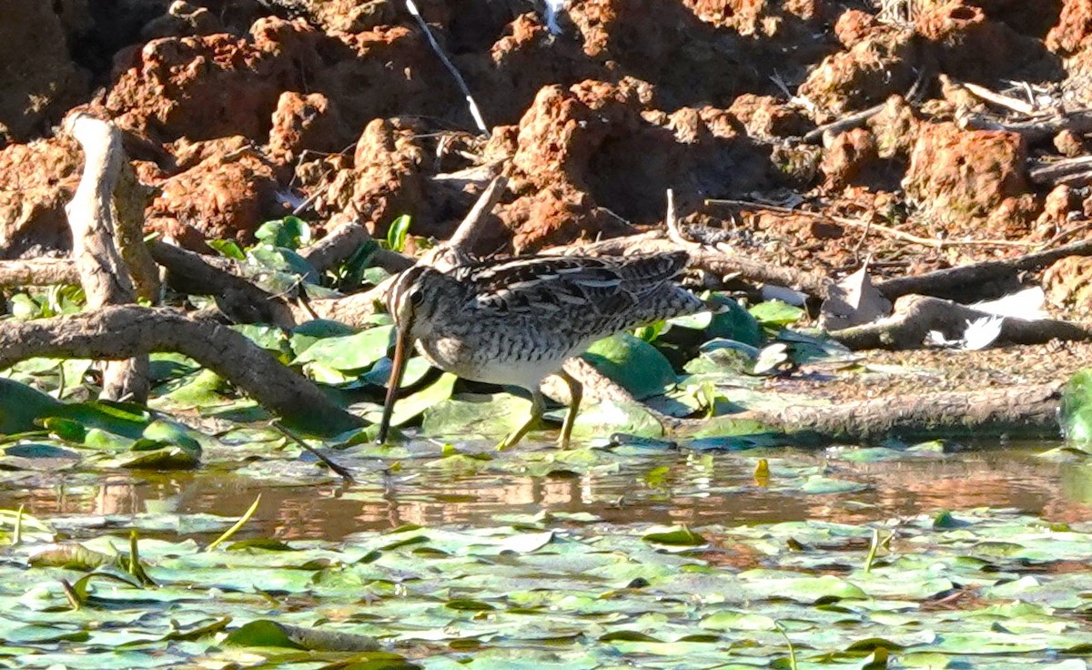 Latham's Snipe - ML610923347