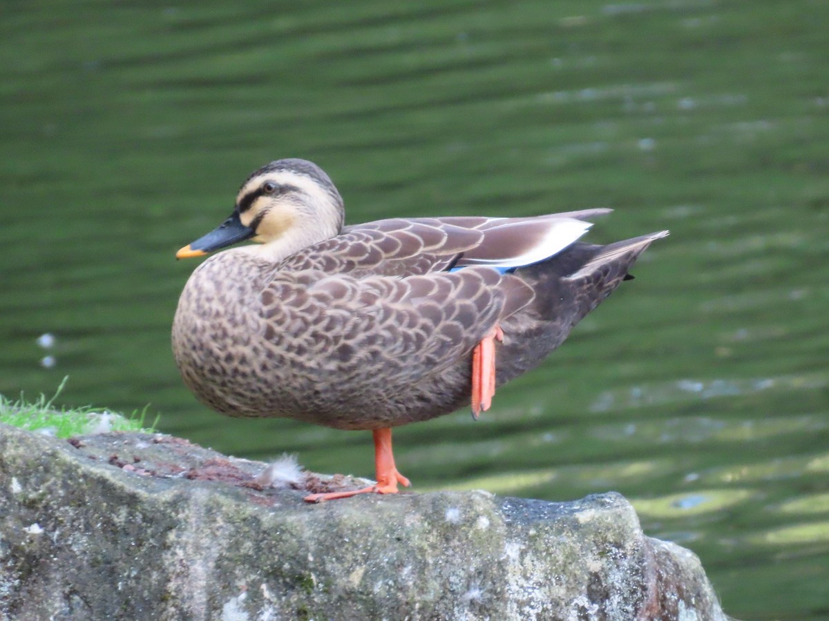 Eastern Spot-billed Duck - ML610923379